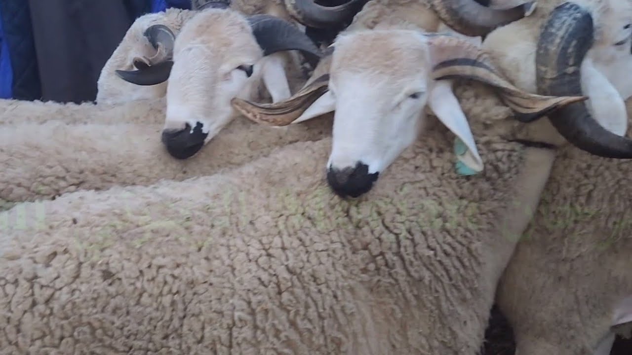 مباشرة من سوق الأسبوعي حد لولاد عبدون مع تمن خروف