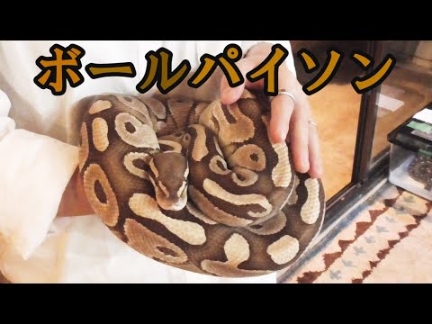 Ball Pythons: A Keeper's Perspective - YouTube