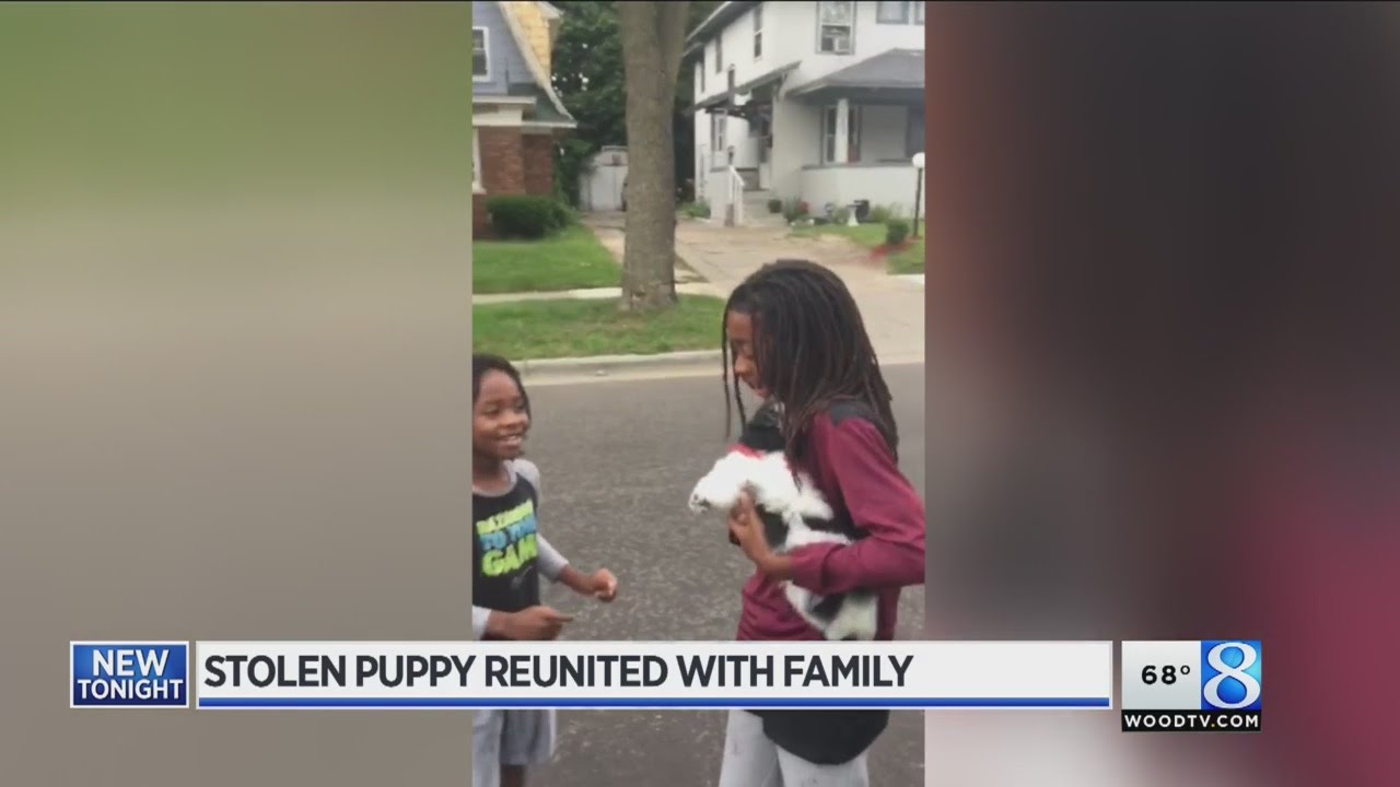 Stolen puppy found online, reunited with family - YouTube
