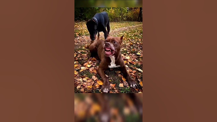 Este perro PITBULL no controló su ira frente a este DOBERMAN. #animalessalvajes  #perros #animals