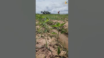 PHUN THUỐC  CHO ỚT TRỒNG 20 NGÀY TUỔI