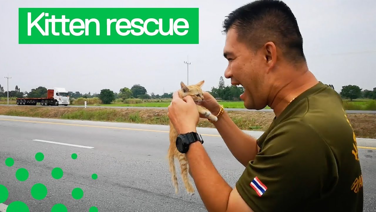 Thai Paramedics Rush to Rescue Stranded Kitten on Road - YouTube