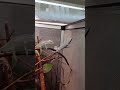 Malí chameleon jemenský (Chamaeleo calyptratus) při svleku staré pokožky
