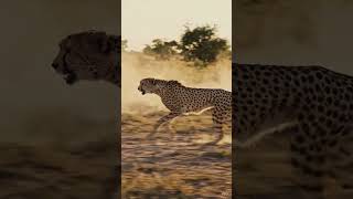 Fastest Animal Alive!”