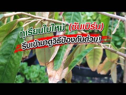 วีดีโอ: ใบ Sunscald ในพืช - วิธีป้องกันพืชจากการถูกแดดเผา