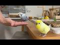 思いがけないプレゼントに大興奮するインコの姿がこちらですw【誕生日会】