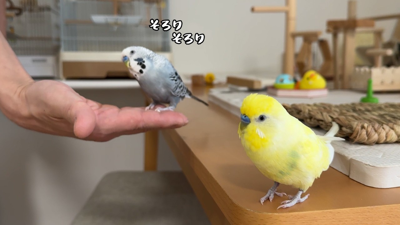インコ大好き様♡ページ2点まとめ 思いがけないプレゼントに大興奮するインコの姿がこちらですw【誕生日
