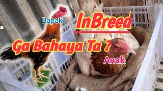 PERKAWINAN INBREED ❗ APAKAH AMAN ?