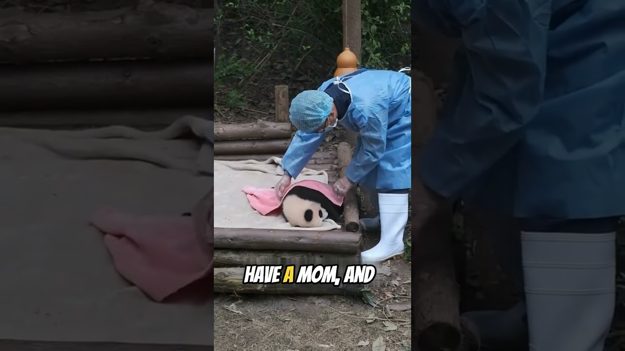 It's a guy in a panda suit