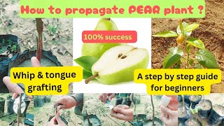 Propagation of pear plant | Whip and tongue grafting in pear | Pear propagation | #grafting #pear by DR. GREEN 160 views 1 month ago 3 minutes, 55 seconds