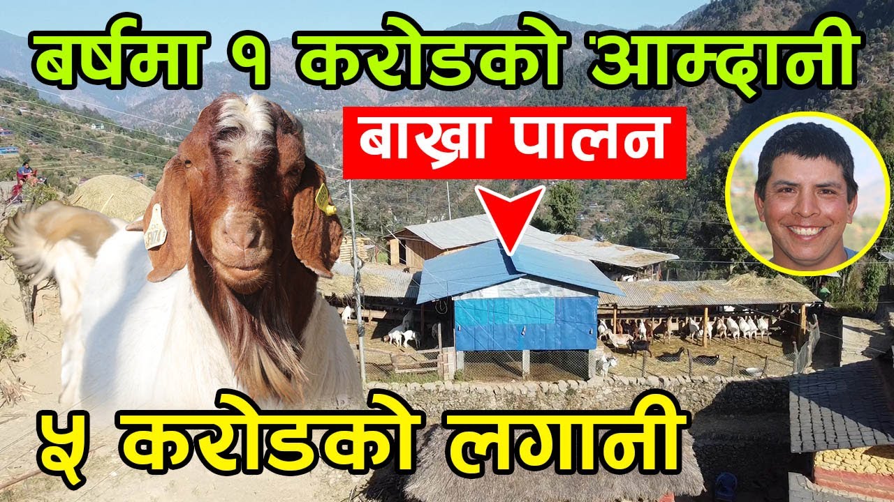 कोरिया छोडेर नेपालमा बाख्रा पालन ! बर्षमा गर्छन् एक करोडको आम्दानी, कति हुन्छ फाईदा ?│Nepal Chitra