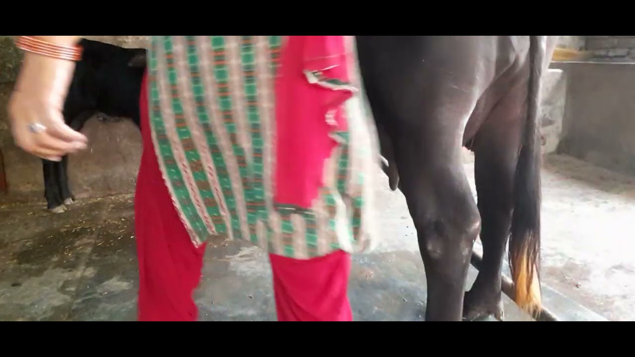 buffalo milking #youtube #haryanvi #desi life#hardwork #jamidar #youtube 🐃🐃🐃🐃🐃👌👌👌🌹🌹🌹🌹🥳🎊