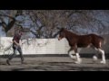 Budweiser Clydesdale Commercial - Super Bowl 2013