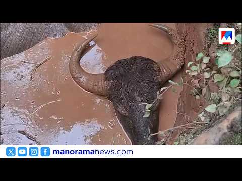 മരുതോങ്കരയിൽ കിണറ്റിൽ വീണ കാട്ടുപോത്ത് ചത്തു; വനംവകുപ്പിനെതിരെ പ്രതിഷേധം | Wild Gaur
