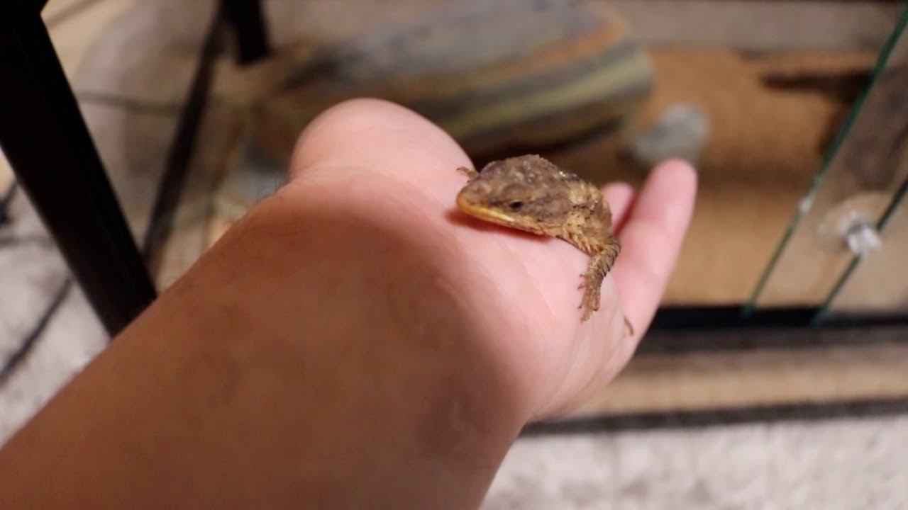 マサイヨロイトカゲ 飼育環境作りました！