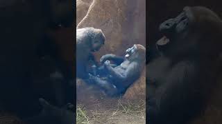 Adorable Gorilla Siblings Engage in Playful Wrestling!#youtubeshorts #shorts #short #trending #baby