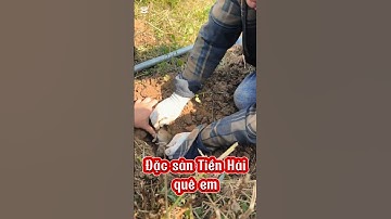 Nâu lắm mới đc cảm giác đi bắt chuột đồng #thanhbodorungtaybac #funny #shorts #shortvideo #music