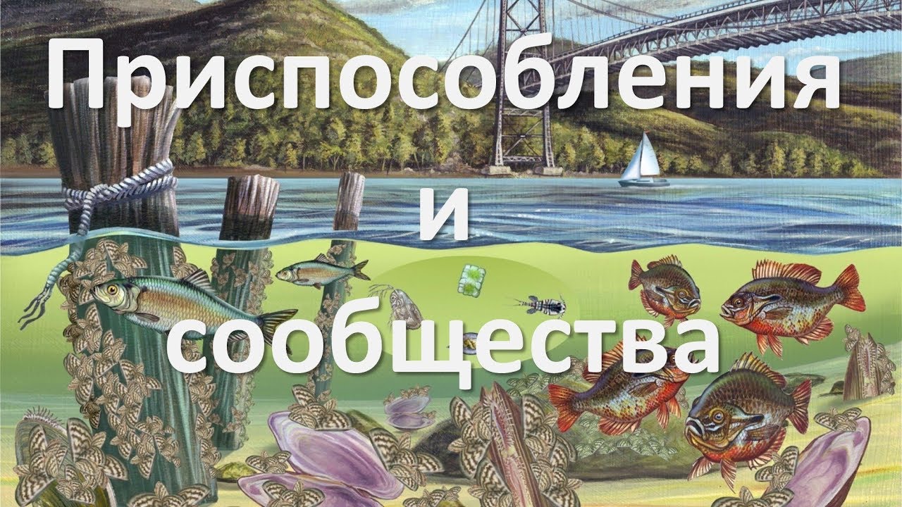 ⁣14. Приспособления и сообщества (5 класс) - введение в Биологию