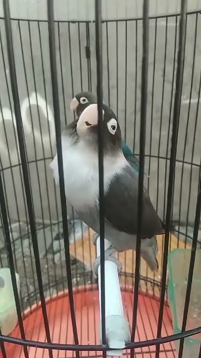 Lovebird BATMAN betina