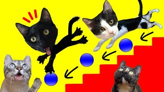 Gato jugando con pelotas de colores y carros con gatos Luna y Estrella / Videos de risa de animales