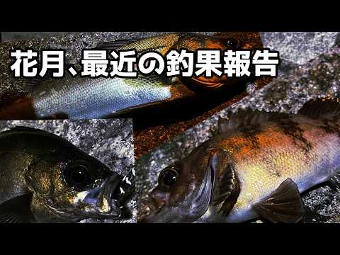 山口県に引っ越してからの瀬戸内海に翻弄される釣果報告