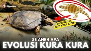 Bagaimana Kura Kura Berevolusi dari Reptil Menjadi Kura Kura ?