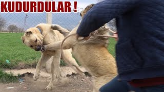 KÖPEKLER ÇILDIRDI SANKİ BEN BÖYLE BİRŞEY GÖRMEDİM !! SIRTLANA BENZEYEN ANADOLU ÇOBAN KÖPEĞİ - KANGAL