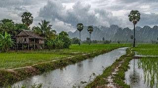END STRESS with Gentle Rain Sounds & Piano | Rain On Rice Field For Heal Insomnia