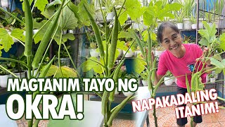 MAGTANIM TAYO NG OKRA! SARIWANG GULAY MULA SA HARDIN! (Okra Planting Tutorial) | Haydee's Garden