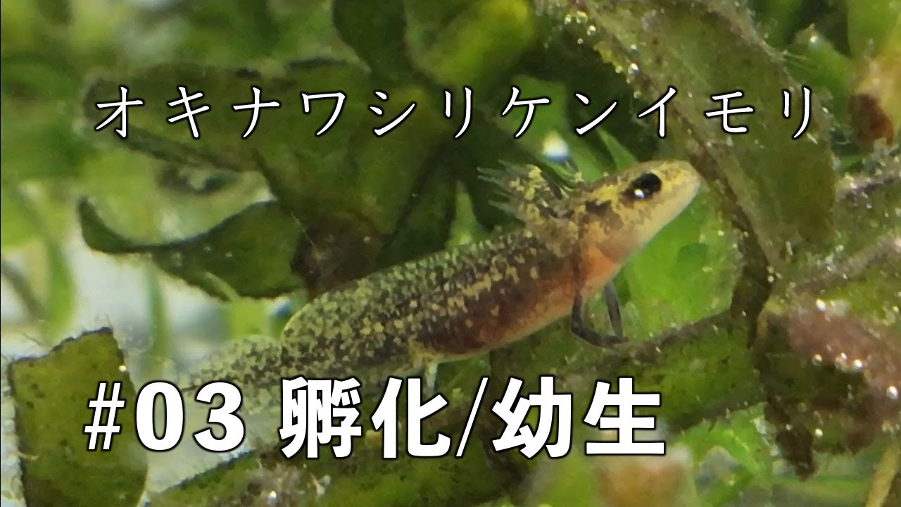 オキナワシリケンイモリ #03 孵化/幼生飼育