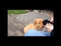 Nova Scotia Duck Tolling Retriever Welpe 11 Wochen Apportieren の動画、YouTube動画。