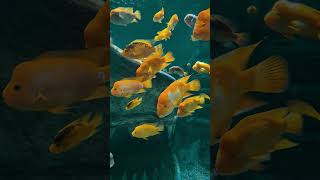 Ankara Deniz Dünyası