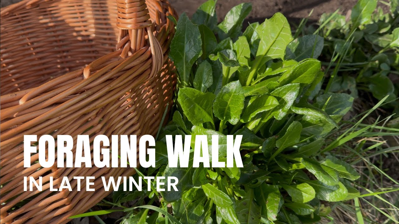 Foraging Walk in Late Winter