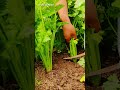 Quick trick to harvest celery leaves with a unique, super sharp tool #shorts
