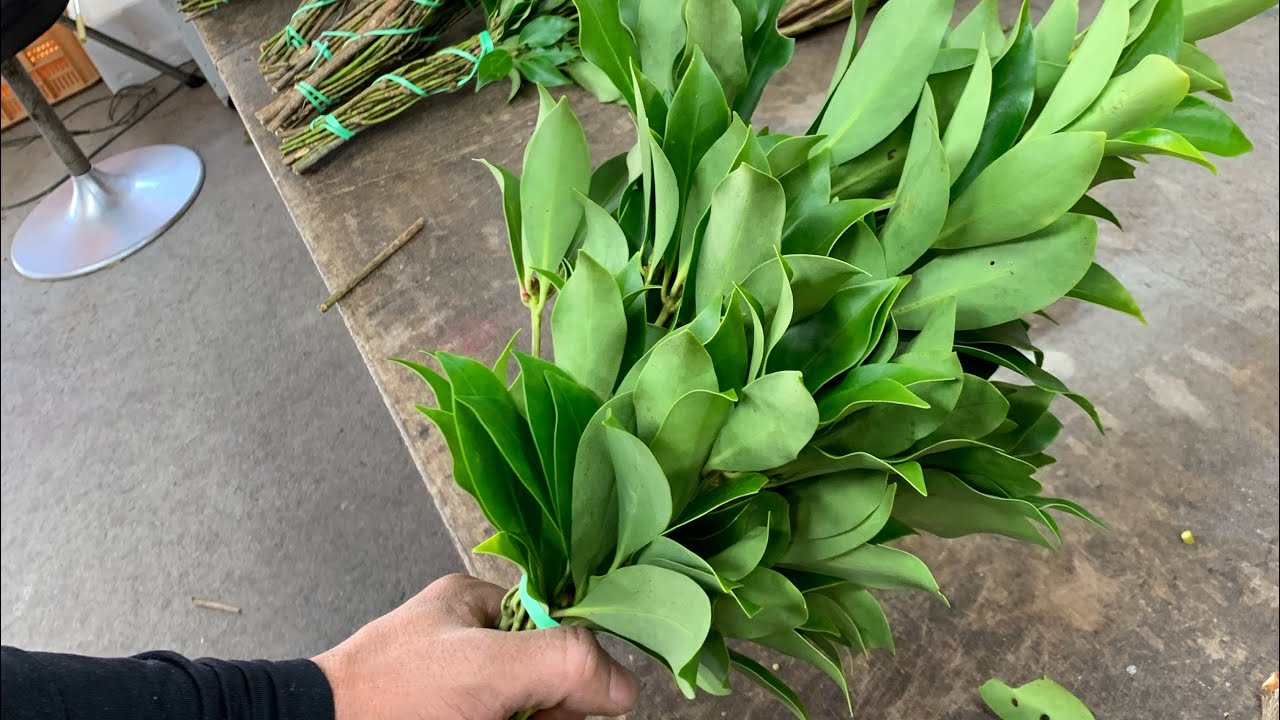 自然　が溢れて自然しか無い和歌山の田舎での日常。　　シキミ農家　お供え用のシキミの束をひたすら作るつまらない動画です！