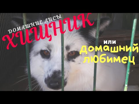 Домашние лисы. Хищник или домашний любимец