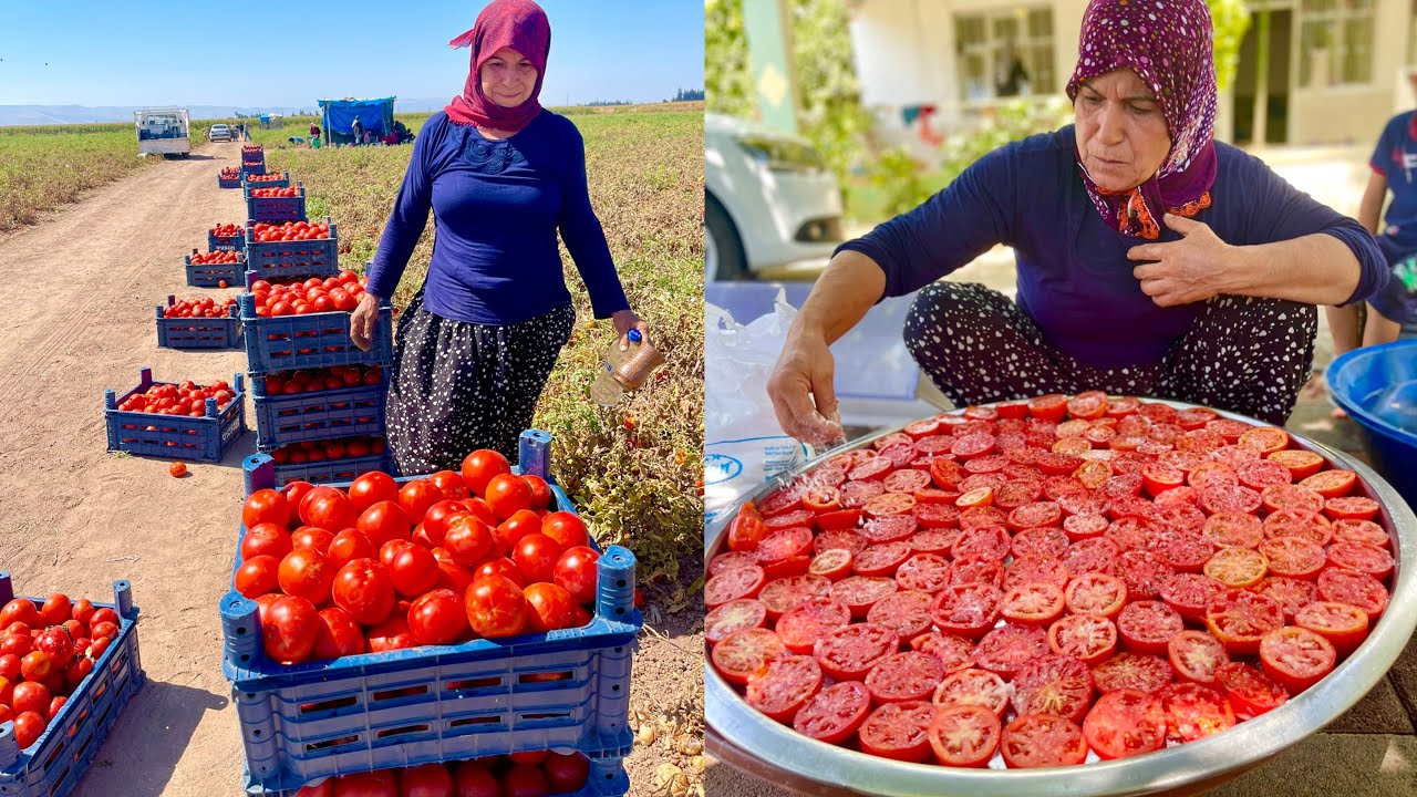 TEPSİ TEPSİ ???? ANNEM HER YIL YAPTIĞI KIŞ İÇİN DİLİM LEZZET ???? BU TARİF LEZZETİNE BAYILACAKSINIZ