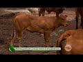 Chino santandereano, una raza bovina que la ganadería colombiana debe preservar - La Finca de Hoy