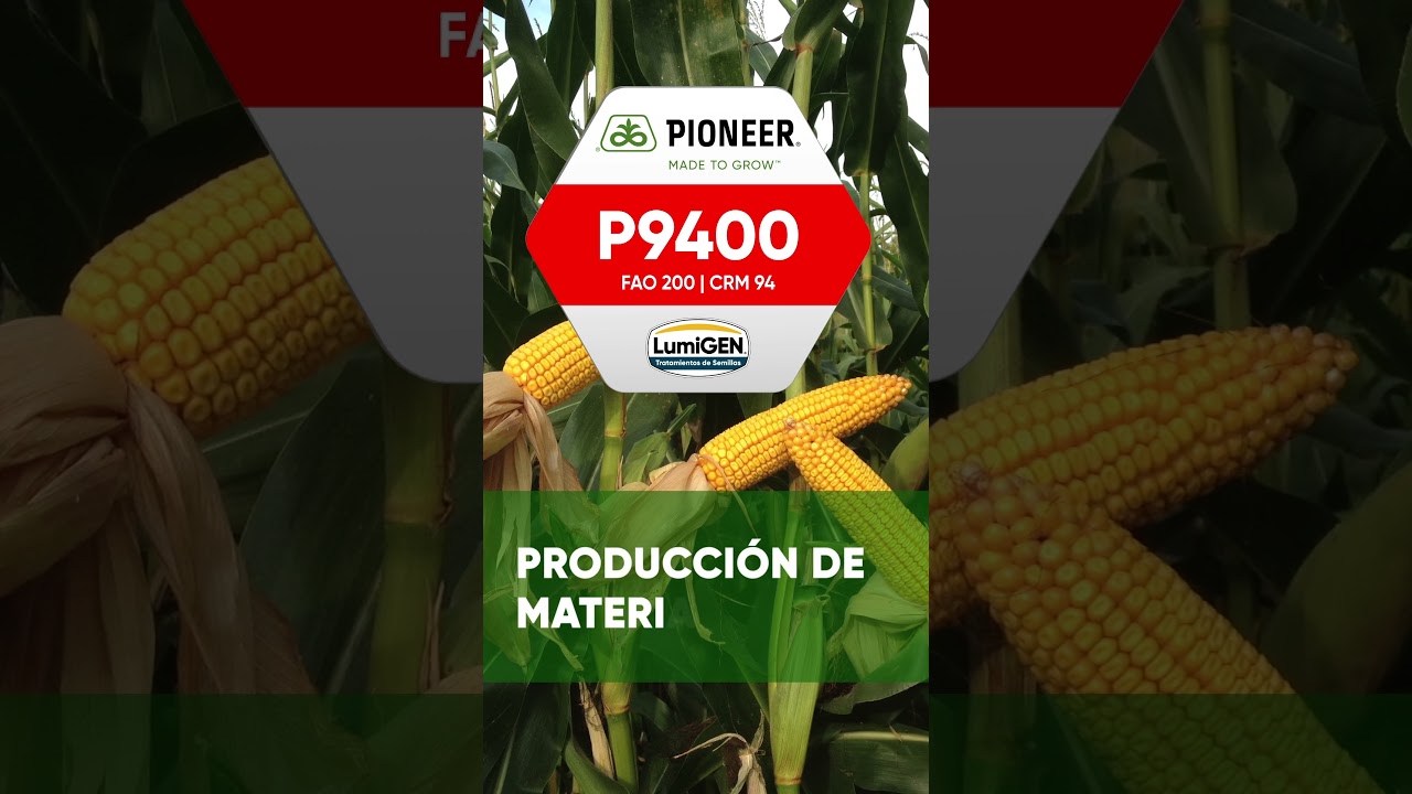 P9400 Buscando la producción máxima de ensilado  #agricultura #semillas #maiz