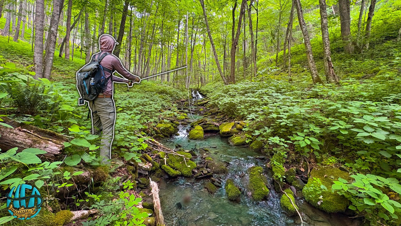 I found the BEST Brook Trout Stream In West Virginia!! (Fly Fishing)
