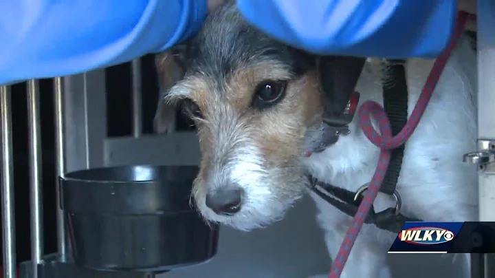 Search dog named Pocket finds woman lost in Bullit...