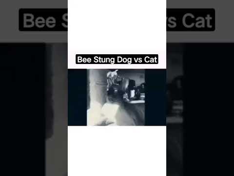 Video: Bee Stings i hunde