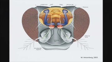 2015 Buhl Lecture: Learning to Predict: Studies of Neural Circuits in Fish and Flies