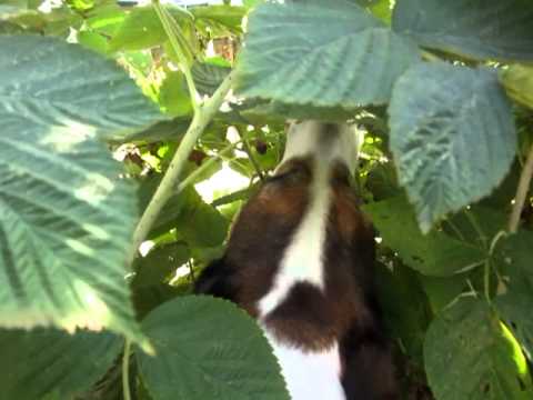Bravo Raspberry Bravo Eats Raspberries - YouTube
