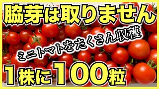 【衝撃】ミニトマトの放任栽培でズボラな人でも簡単にたくさん収穫【デメリットも】