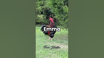 Emma!, Oh Emma!, Emma! #emma #ema #chickens #hen #hens #rooster #roosters #backyardchickens