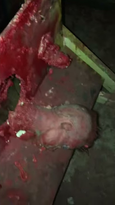 FOUND DEAD BODY IN ABANDONED HOUSE! #creepy