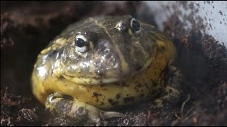 I Got A Pixie Frog!
