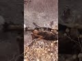 Hyena attack 😱😱