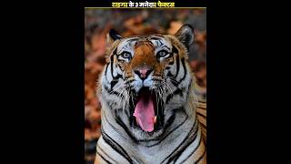 3 Tiger Facts That Will Shock You 😱 #facts #tigerfact #animals #shorts #viral #worldtiger #tigertime